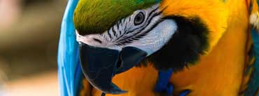 Parrot Ara Ararauna Cover Photo