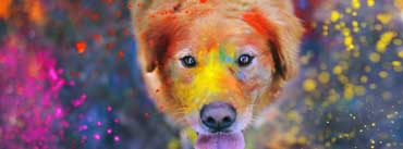 Colorful Dog Painting Cover Photo