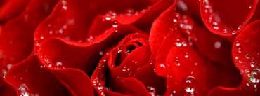 Love Is Like A Red Rose Cover Photo
