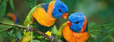 Parrot Love Branch Cover Photo