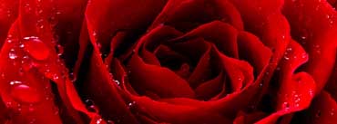 Red Love Rose Cover Photo