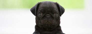 Black Pug Puppy Cover Photo