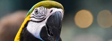 Parrot Ara Ararauna Head Cover Photo