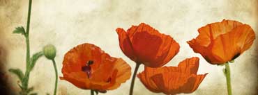 Poppies Flowers Vinatge Cover Photo