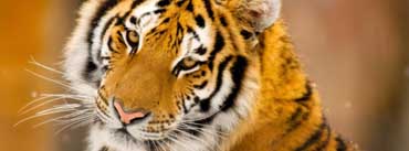 Siberian Tiger Face Cover Photo