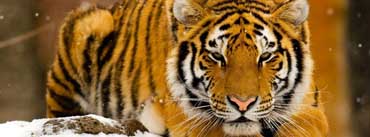 Siberian Tiger In Snow Cover Photo