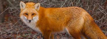 Red Fox Cover Photo