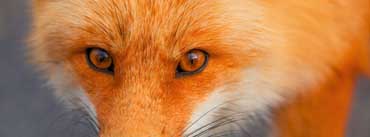 Red Fox Face Cover Photo
