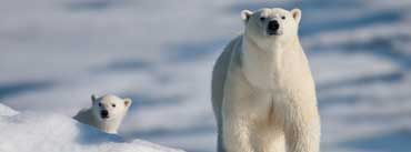 Polar Bear And Baby Cover Photo