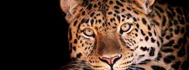 Magnificent Leopard Cover Photo