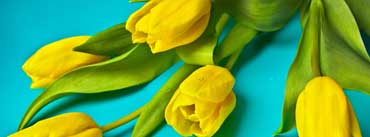 Beautiful Yellow Tulips Cover Photo