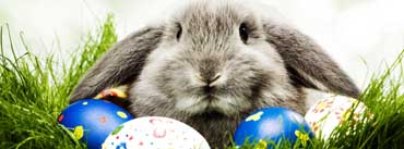 Easter Bunny Cover Photo