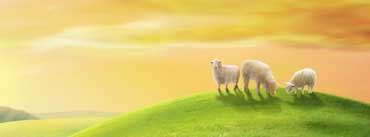 Sheeps Spring Hill Cover Photo