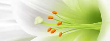 White Lily Easter Flower Cover Photo