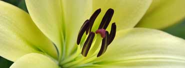 White Lily Macro Cover Photo