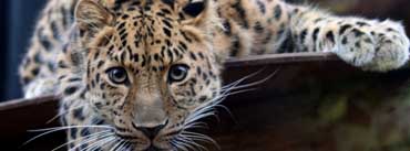 Leopard Ready To Attack Cover Photo