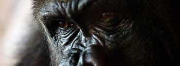 Gorilla Portrait Cover Photo