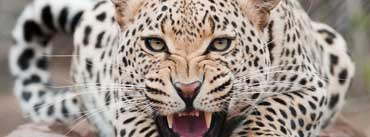 Snarling Leopard Cover Photo