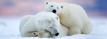 Alaska Two White Bears Cover Photo