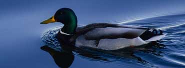 Mallard Duck On Lake Cover Photo