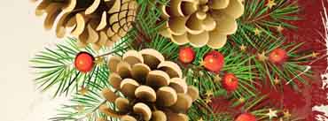 Pine Cones Cover Photo