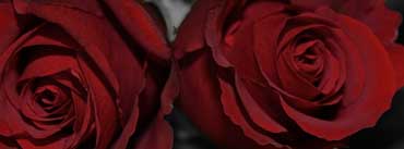 Dark Red Roses Cover Photo