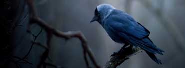 Jackdaw On Tree Branch Cover Photo