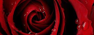 Red Rose Cover Photo