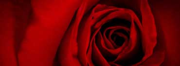 Red Rose Valentines Day Cover Photo