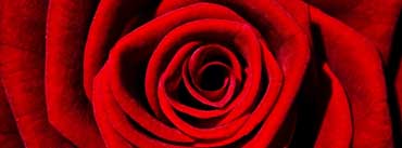 Single Red Rose Cover Photo