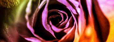 Colorful Valentine Rose Cover Photo