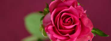 Valentines Day Pink Rose Cover Photo