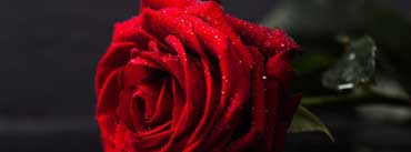 Valentines Day Red Rose Cover Photo