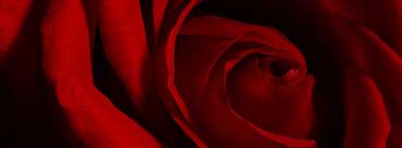 Valentines Day Rose Cover Photo