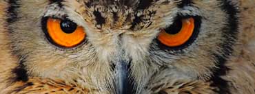 Indian Owl Face Cover Photo