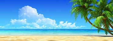 Palm Trees Blue Sky Cover Photo