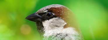 House Sparrow Cover Photo