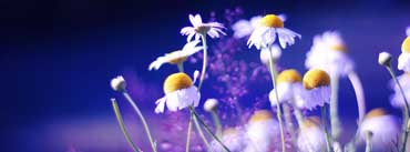 Beautiful Chamomile Flowers Cover Photo