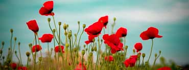 Beautiful Poppy Field Cover Photo