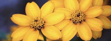 Beautiful Yellow Flowers Cover Photo