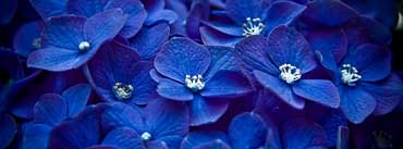 Blue Flowers Cover Photo