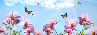 Butterflies And Cosmos Flowers Cover Photo