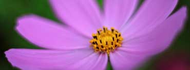 Pink Cosmos Flower Macro Cover Photo