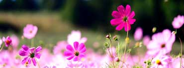 Pink Cosmos Flowers Cover Photo