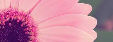 Pink Gerbera Daisy Cover Photo