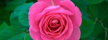 Pink Rose Cover Photo