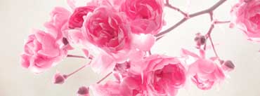 Pink Roses Flowers Cover Photo