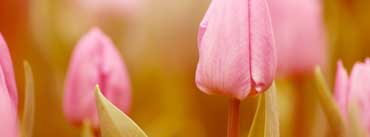 Pink Tulip Cover Photo