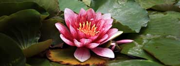Red Lotus Resting On The Pond Cover Photo