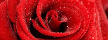 Red Rose Macro Cover Photo